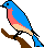 NY bluebird